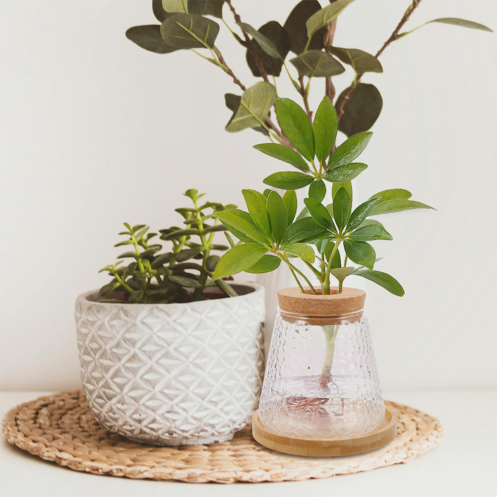 Propagation Station Vase - 2 szt. Szklany wazon hydroponiczny, wulkaniczna