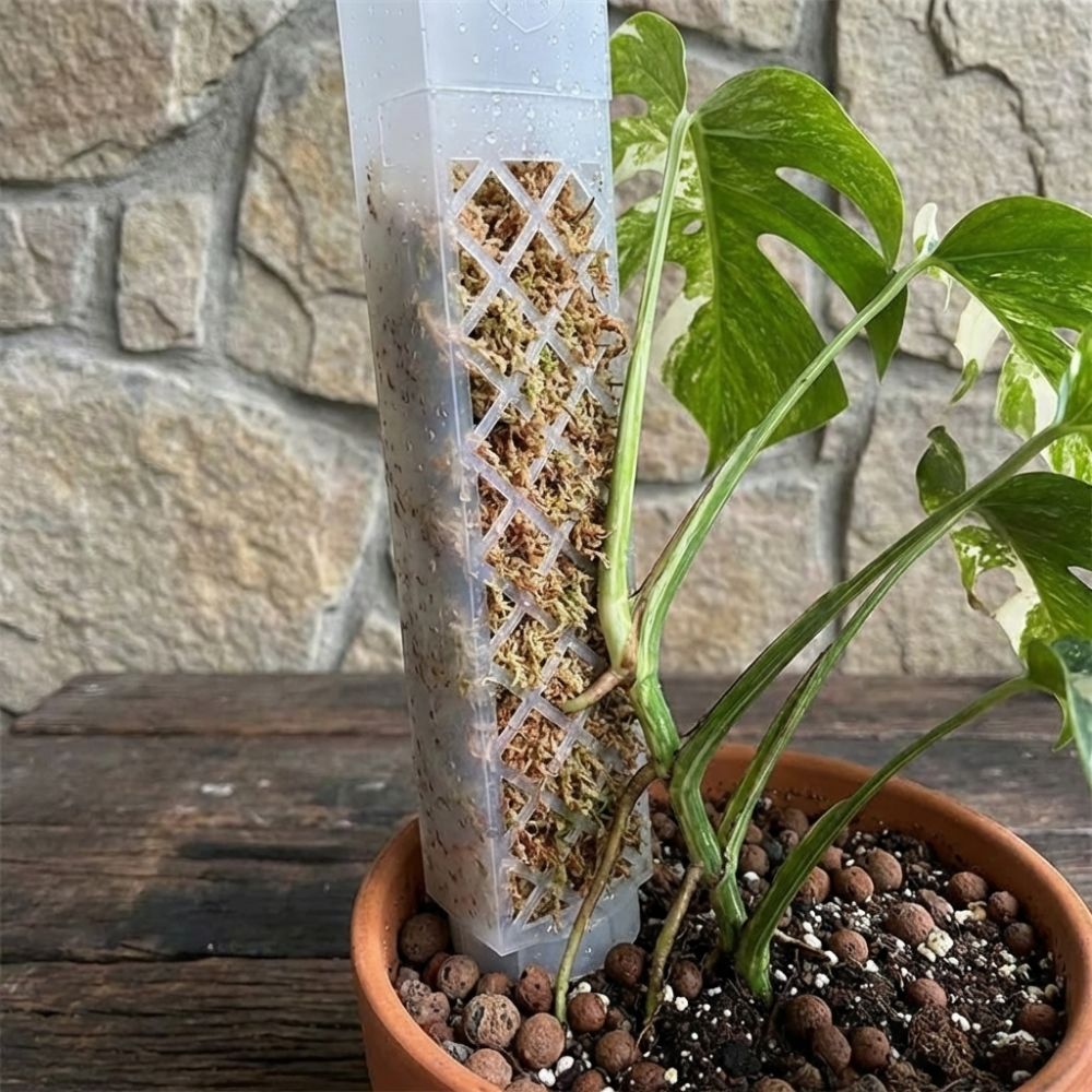 Sphagnum Moss Dry - Samonawadniająca się podstawka do roślin w