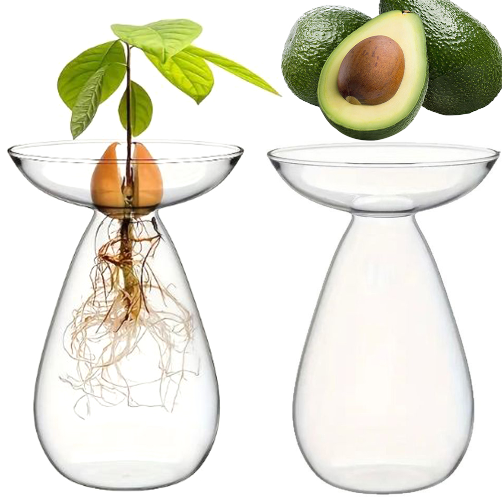Propagation Station Vase - Wazon hydroponiczny do rozsady awokado, przezroczysta