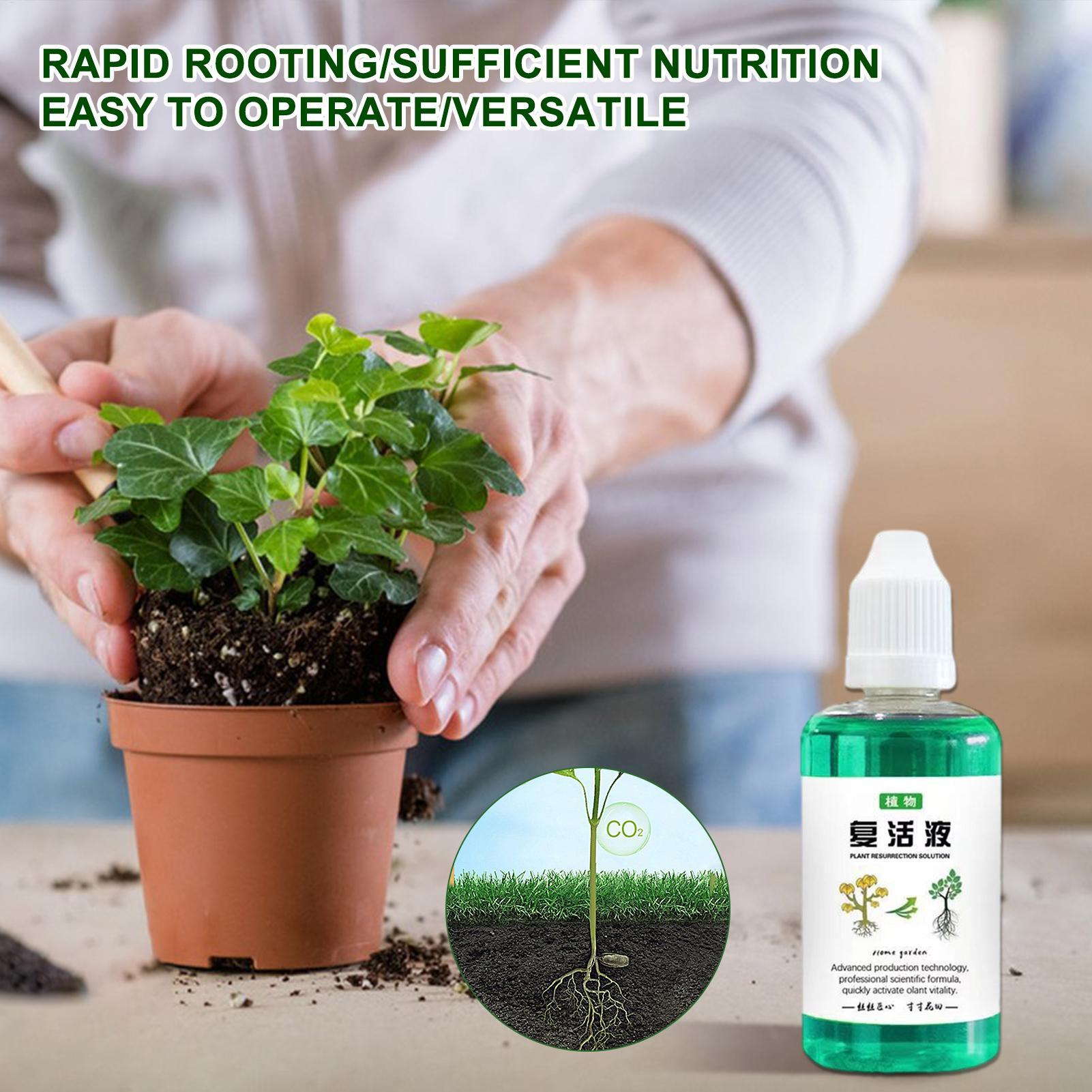 50ml Stymulator Korzeni Płyn d – Root Stimulator Liquid recenzja i cena