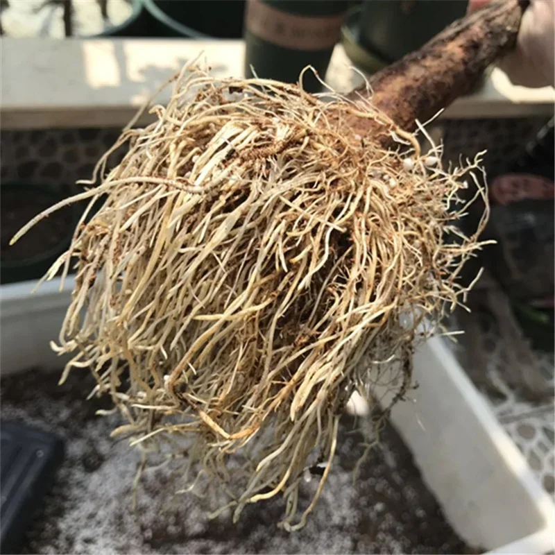 10g Szybko ukorzenianie proszk – Rooting Hormone Powder recenzja i cena