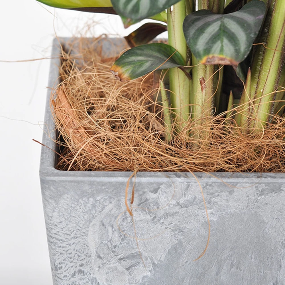 Naturalna osłona na doniczki z – Sphagnum Moss Dry recenzja i cena