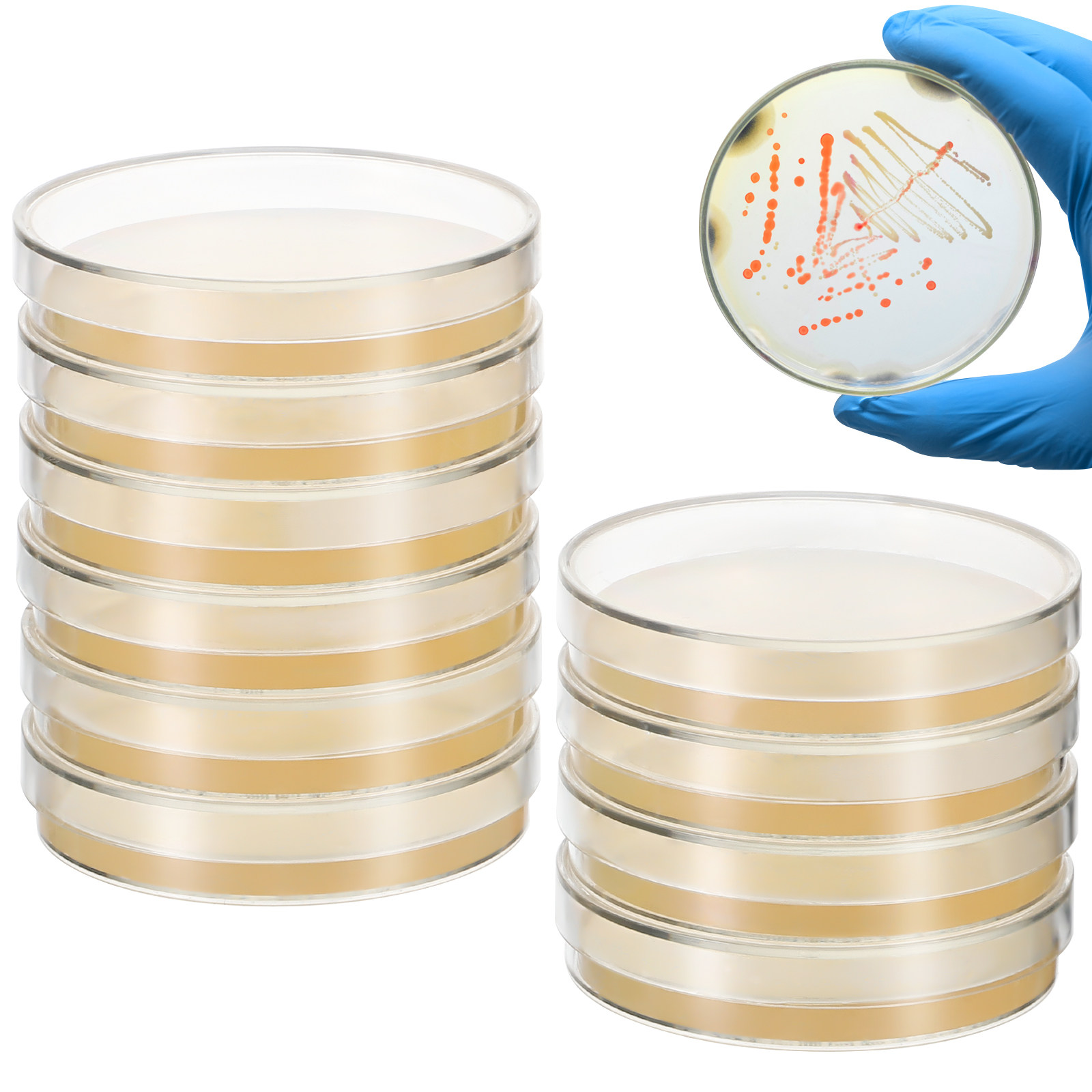 20 szt. Płytki Agarowe Wstępni – Agar Tissue Culture recenzja i cena