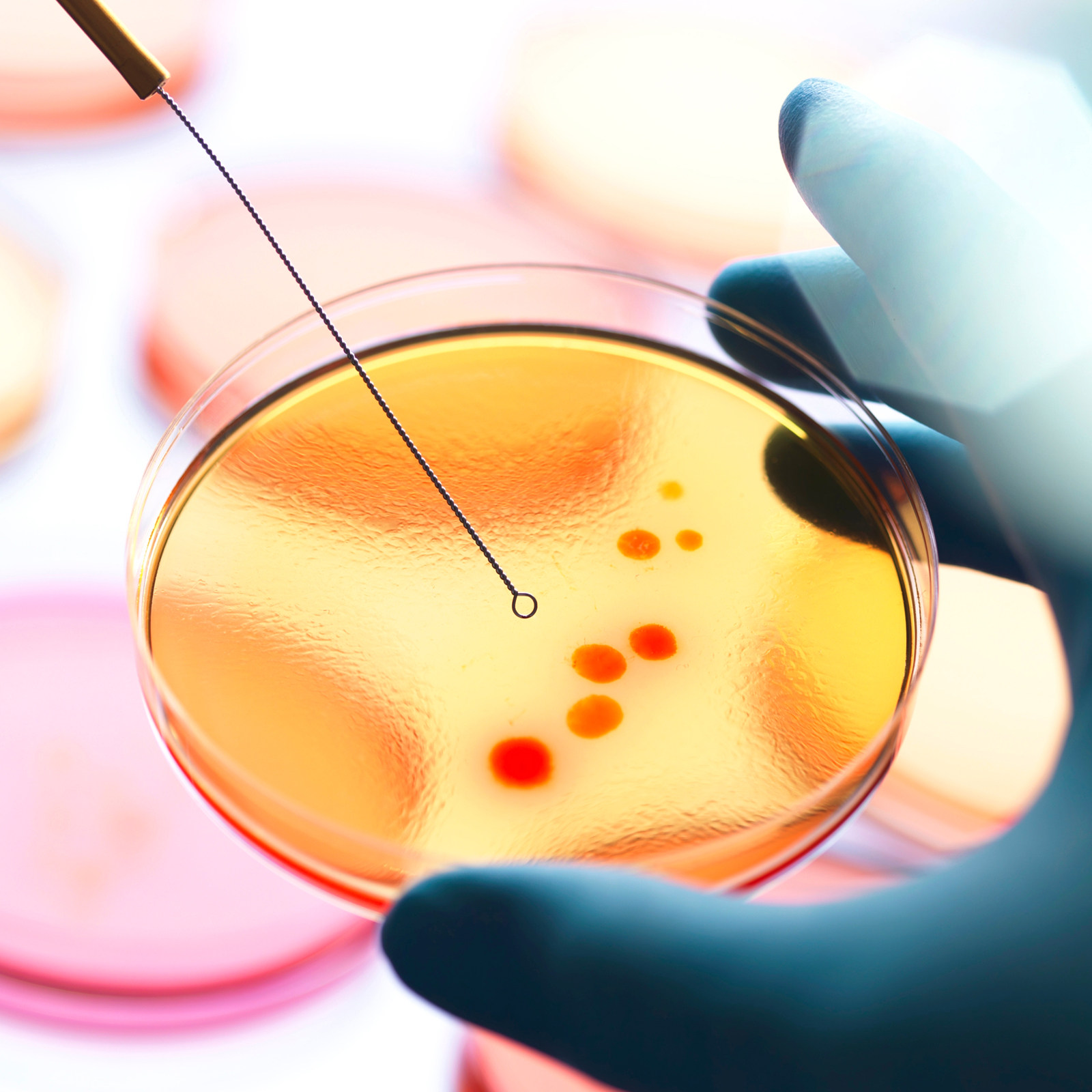 20 szt. Płytki Agarowe Wstępni – Agar Tissue Culture recenzja i cena