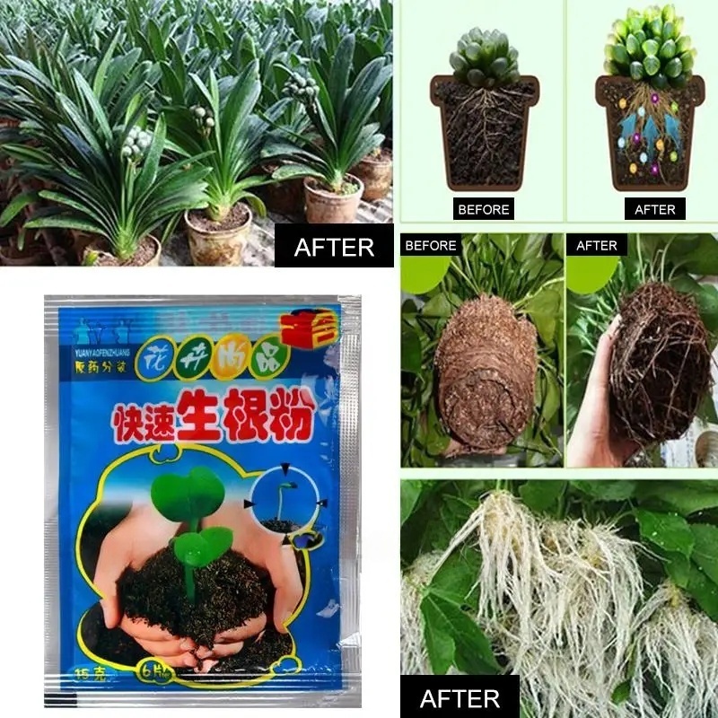 5 szt. Szybki Proszek do Zacin – Rooting Hormone Powder recenzja i cena